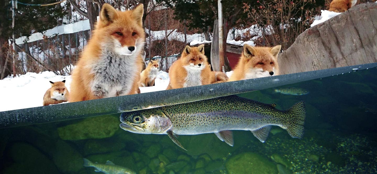 北きつね牧場・山の水族館